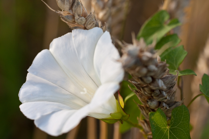 bindweed kill