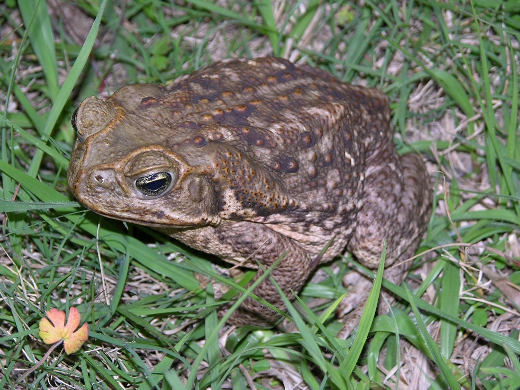 Beware the cane toad