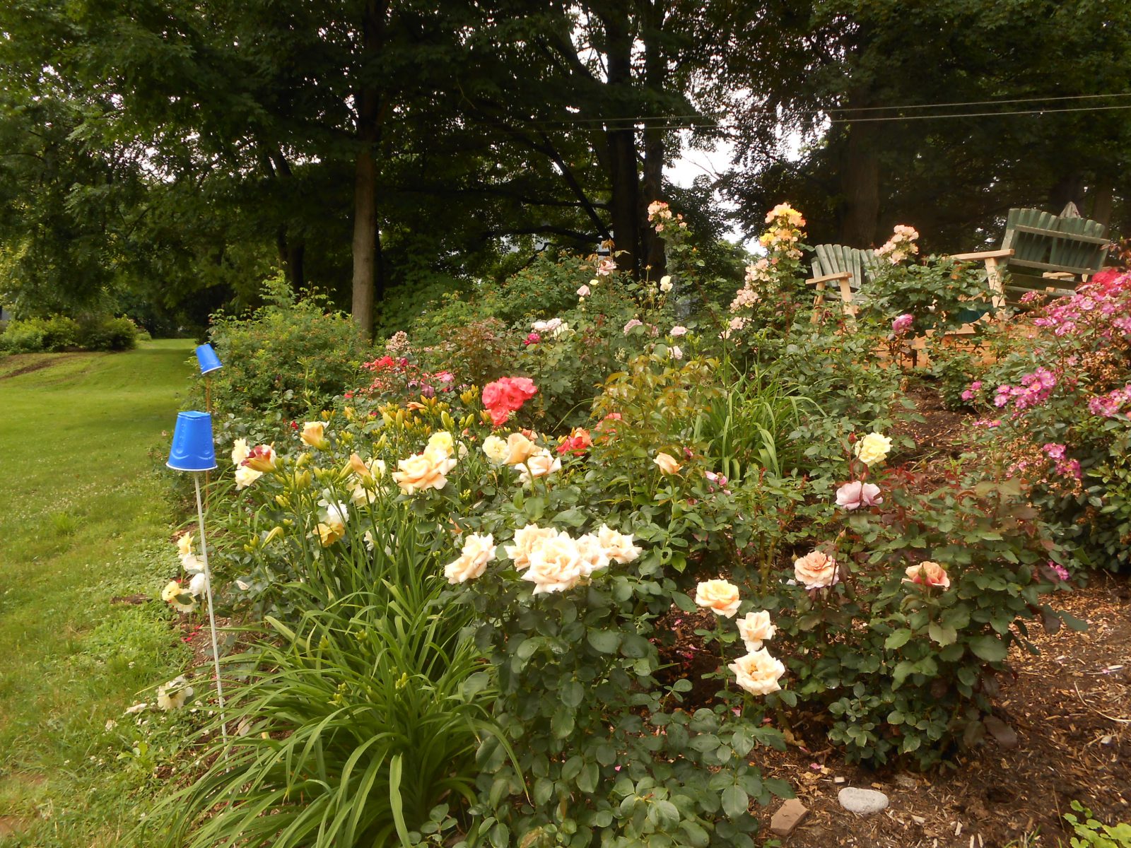 Rose garden pests