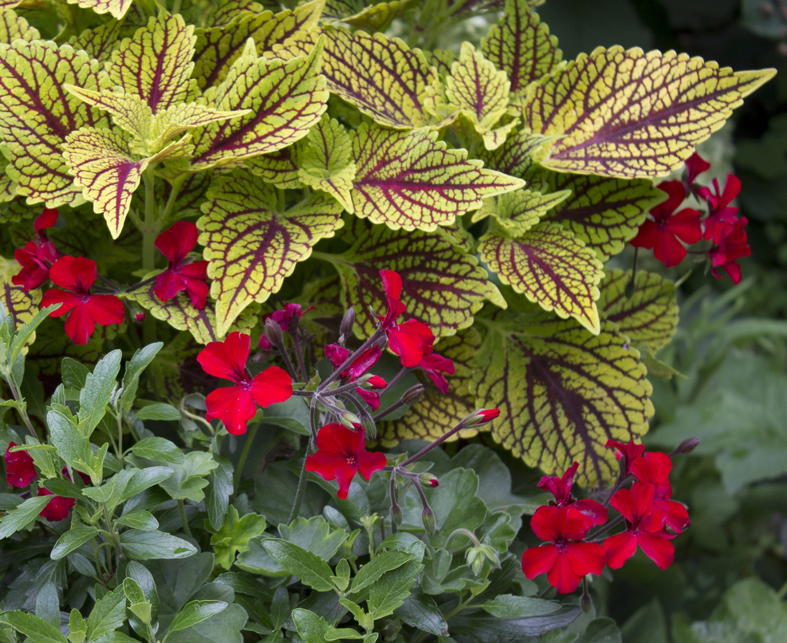 Колеус Coleus Juliet Quartermain