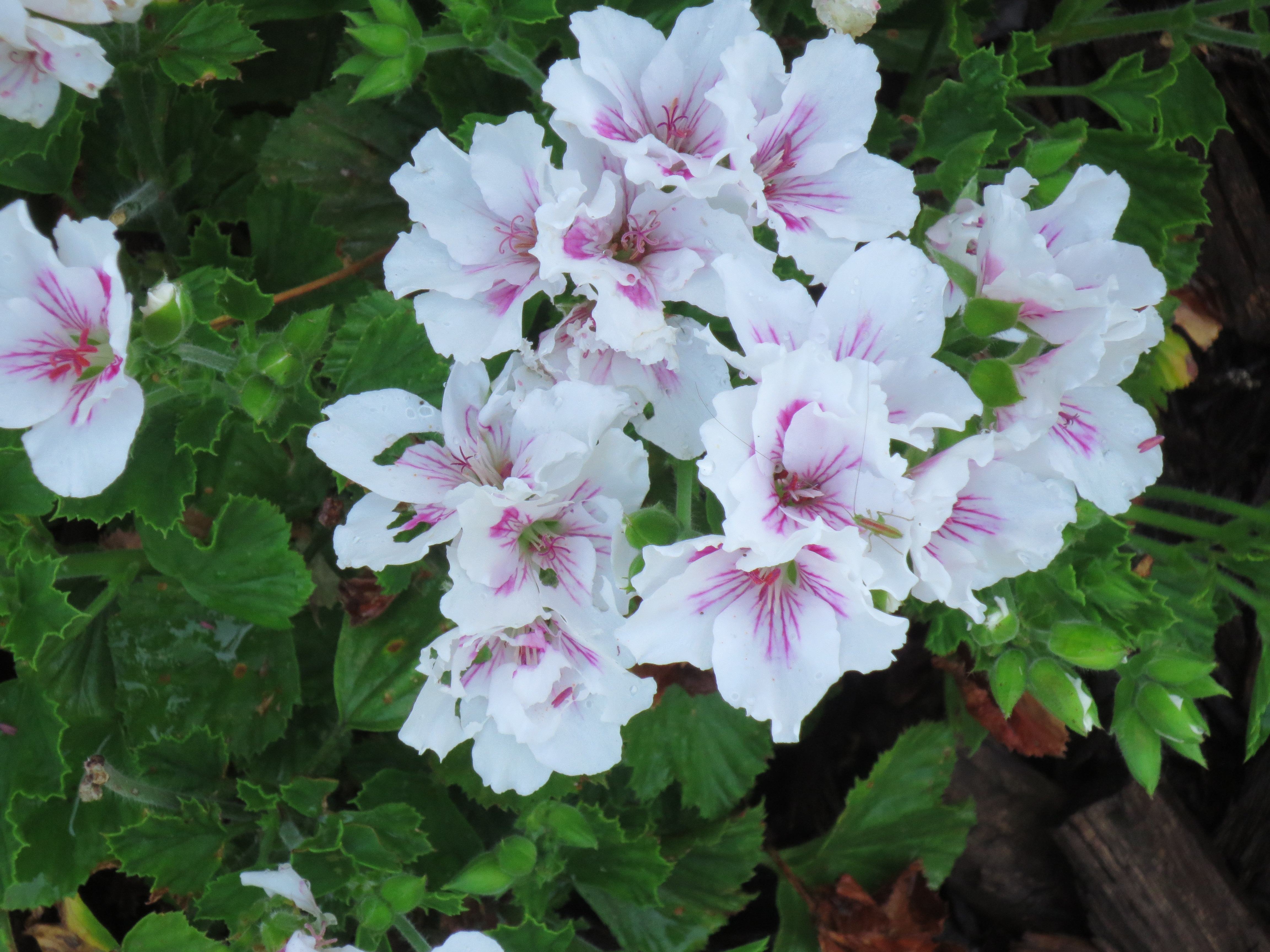 Geranium with sneaky grasshopper - Planters Place