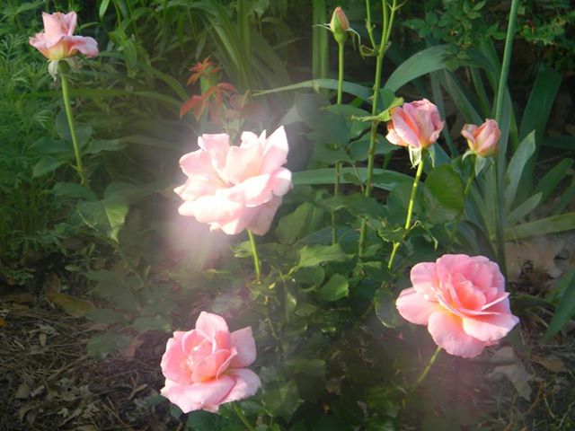 morning roses - Planters Place