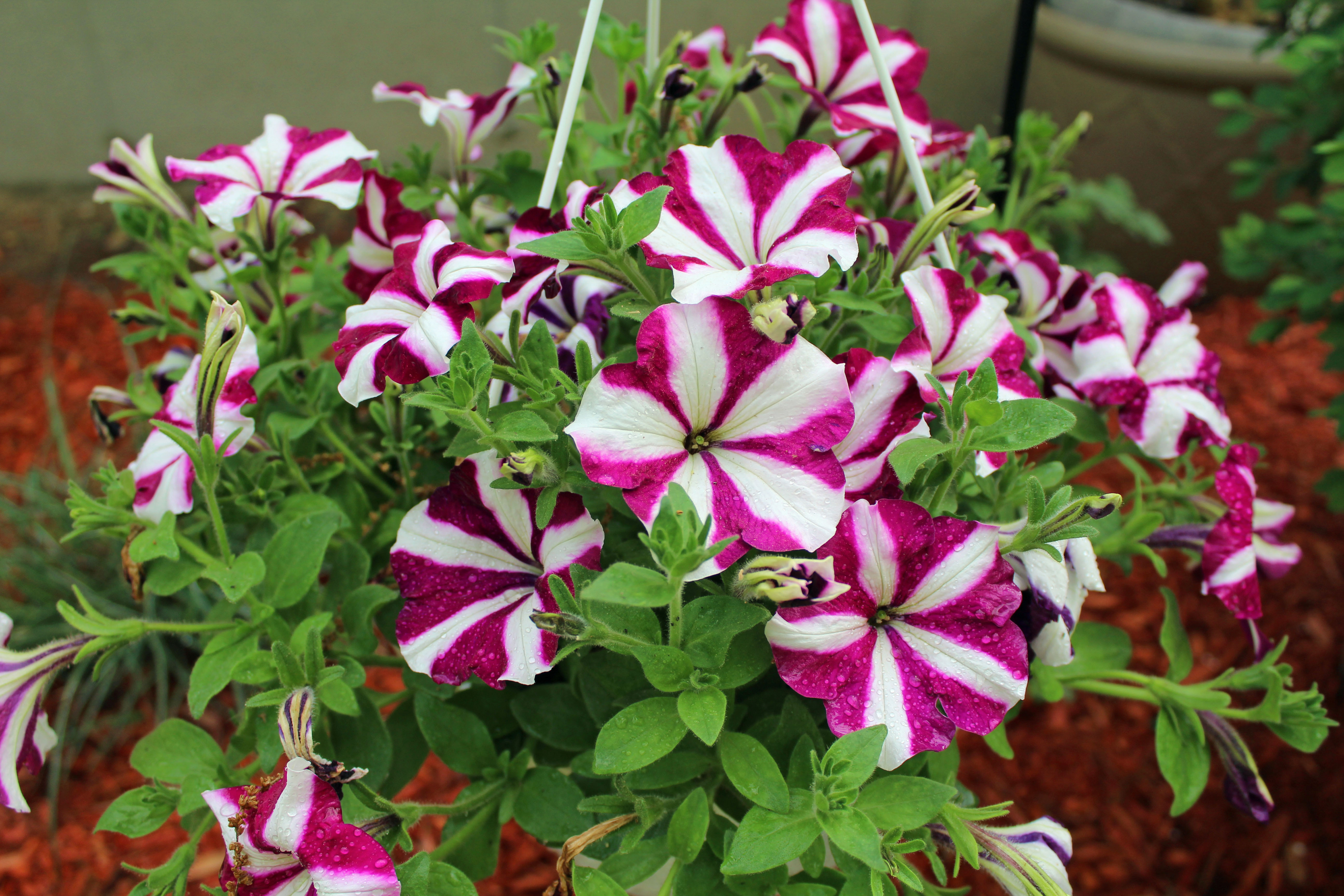 candy cane striped petunias - Planters Place