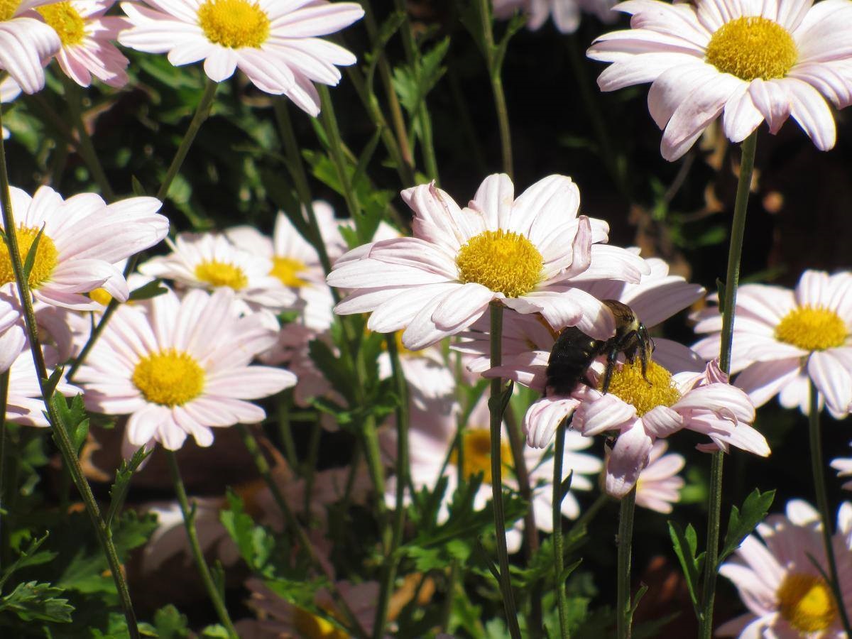 Daisy Mums Planters Place