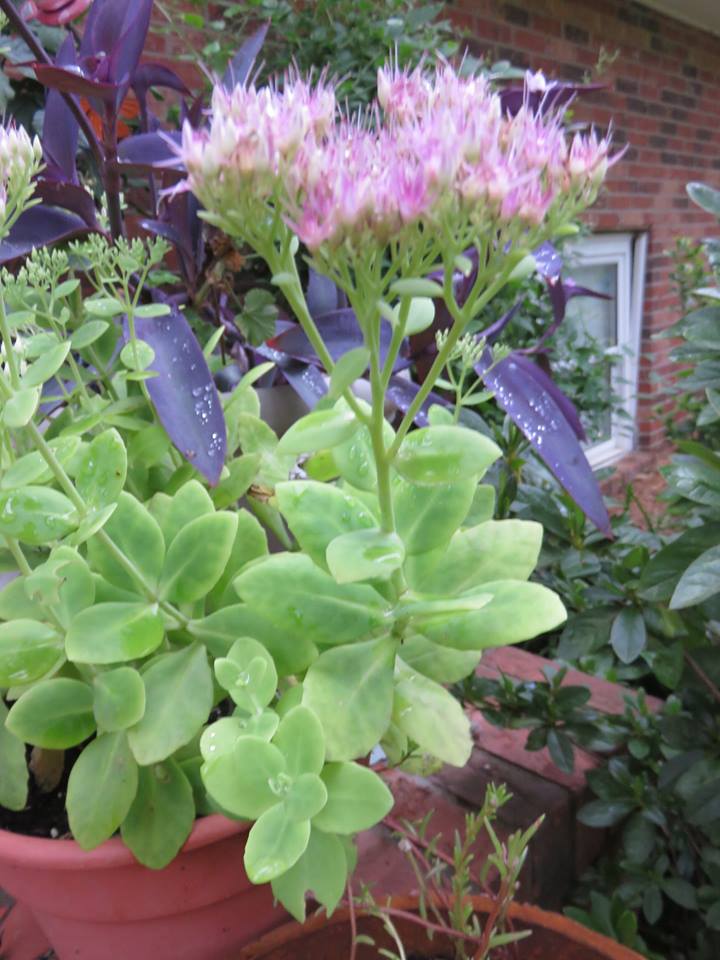 Neon Sedum - Planters Place