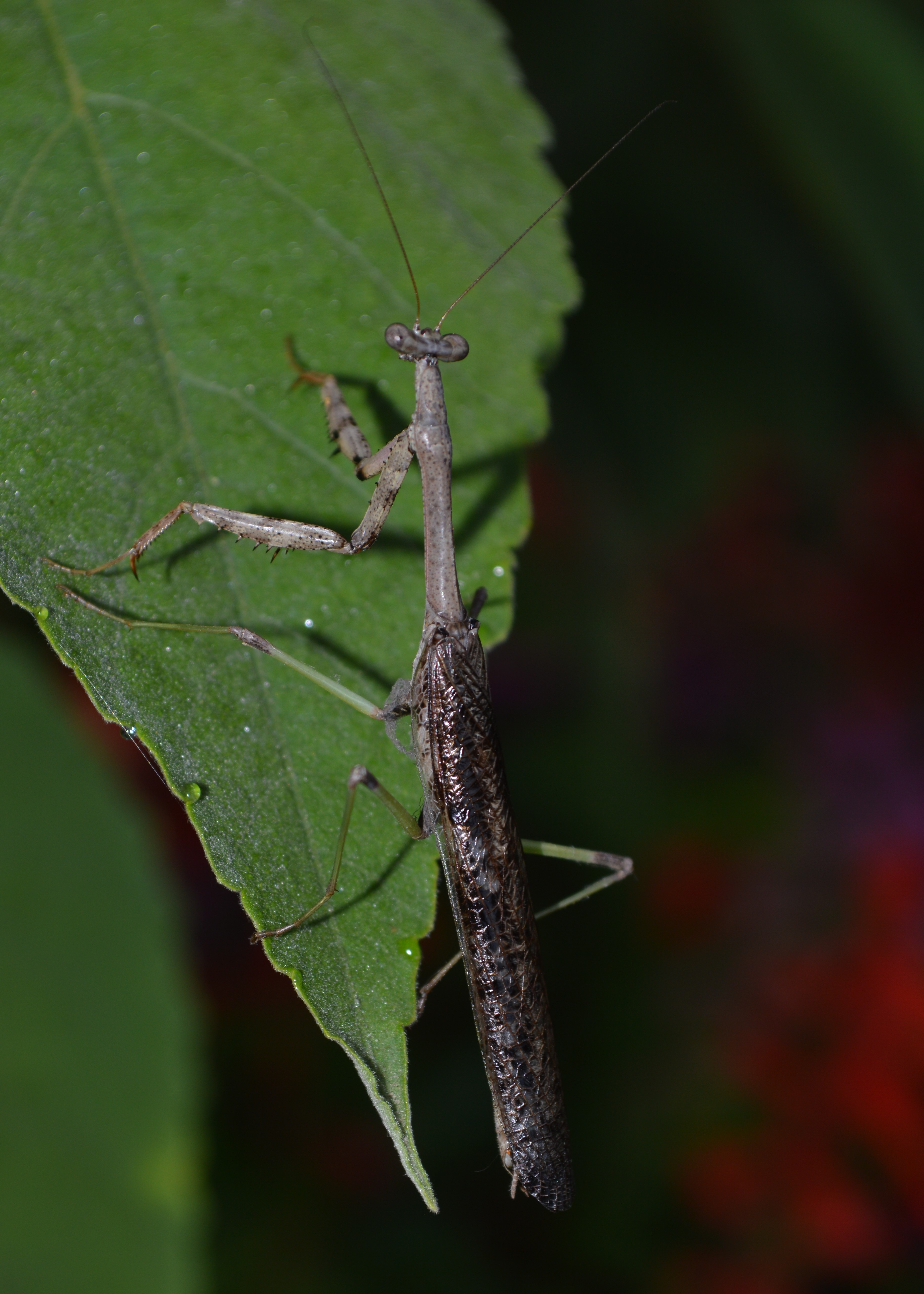 Praying Mantis - Planters Place