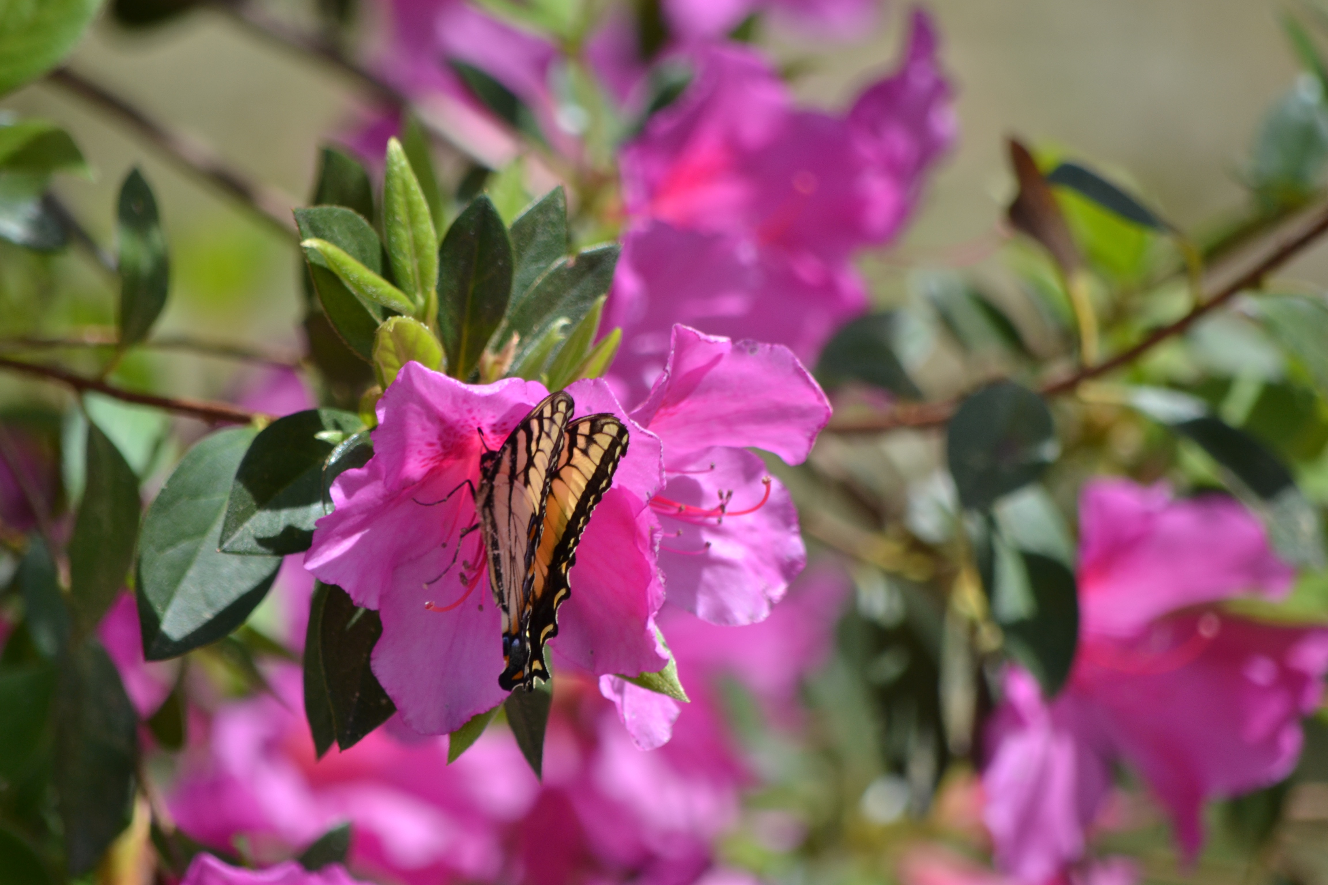 Eastern Swallowtail on Azalea - Planters Place