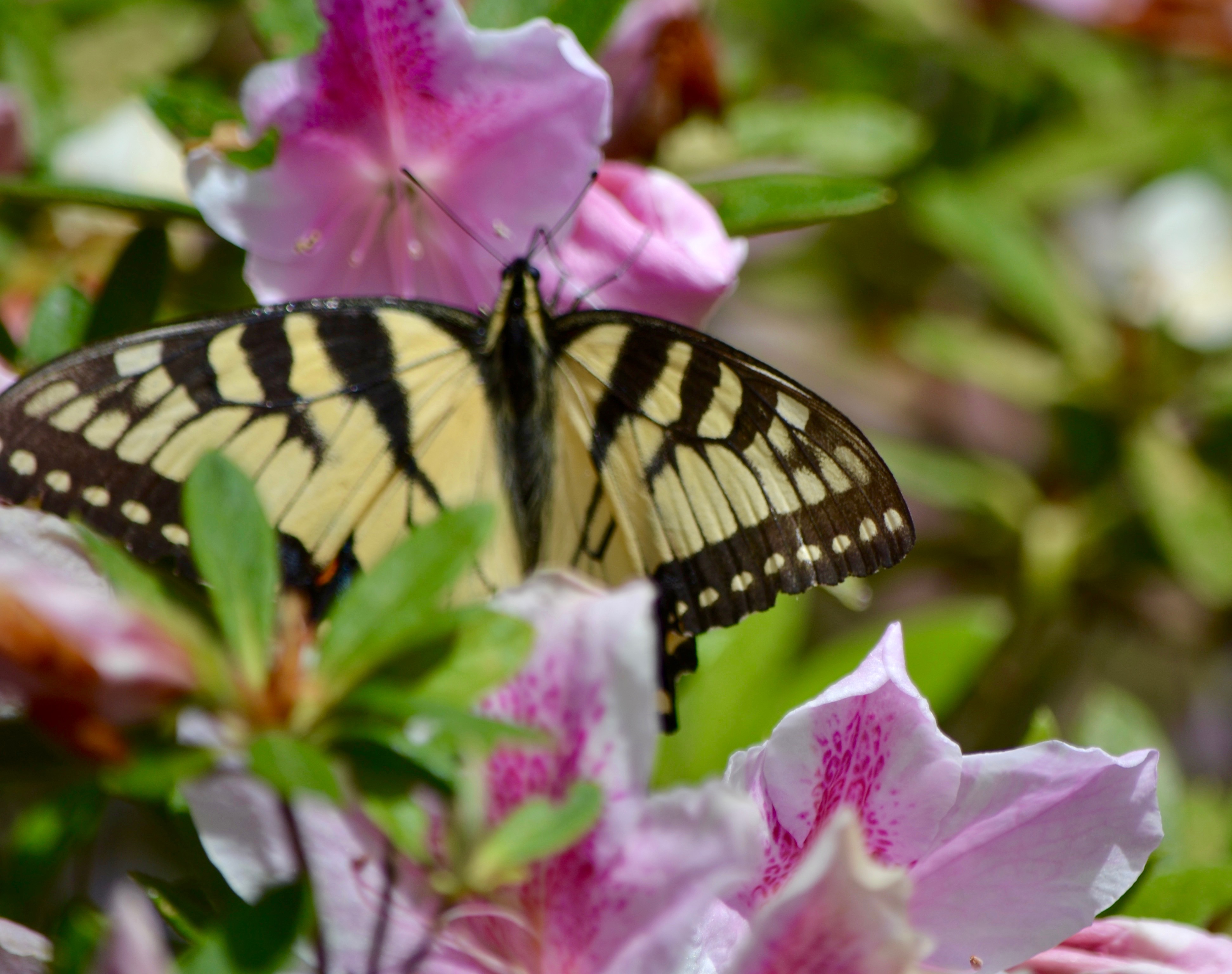 Eastern Swallowtail on Azalea - Planters Place
