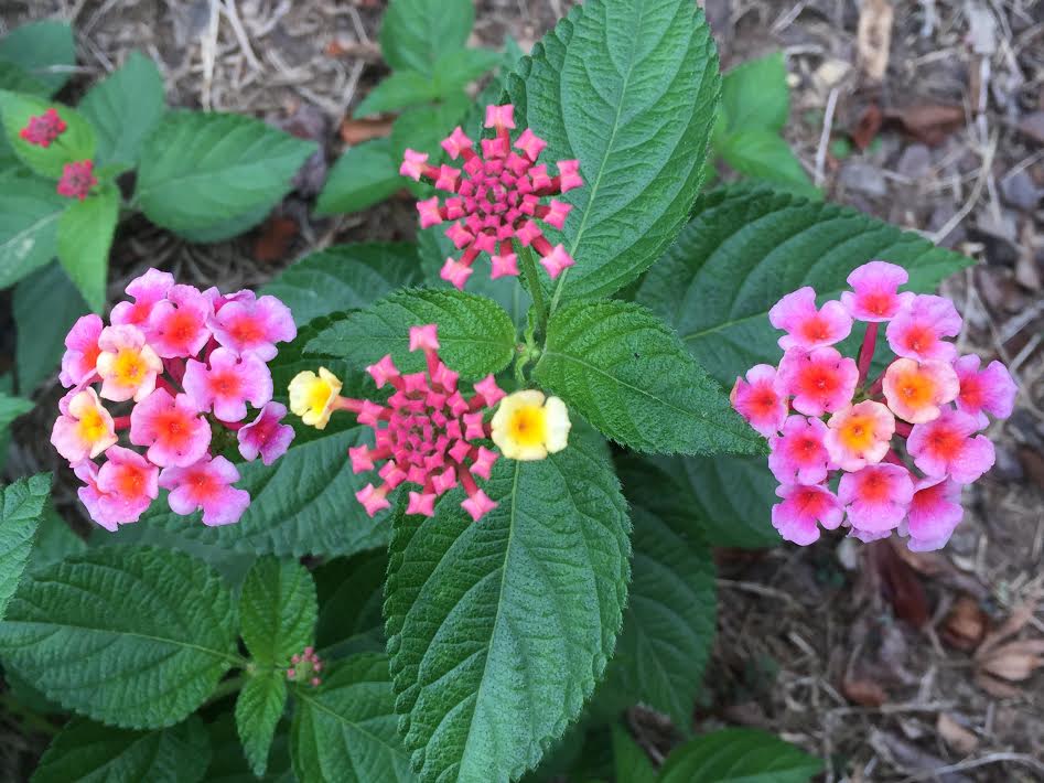 Palette of Blooms - Planters Place