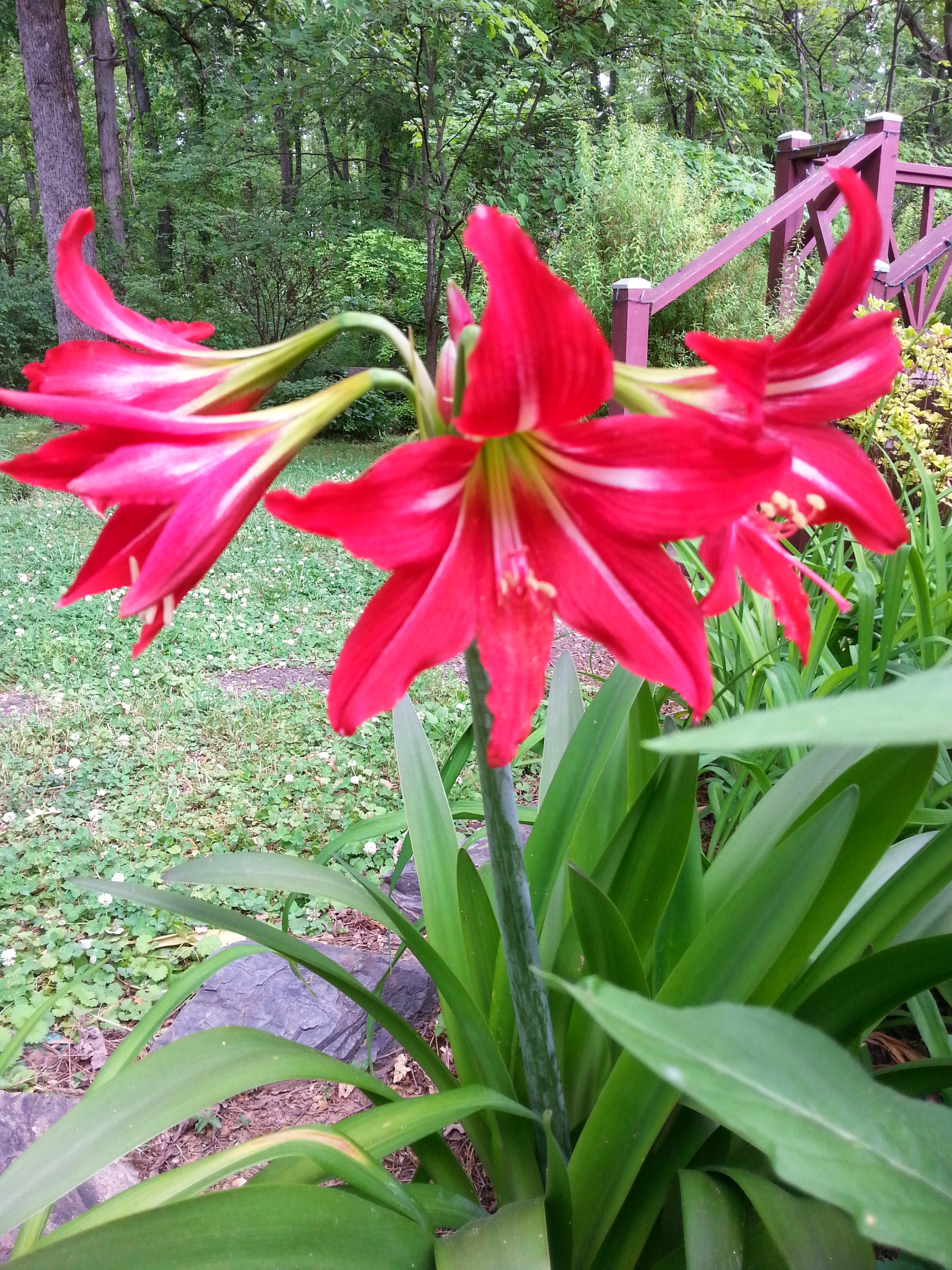 Surprise Lilies Planters Place