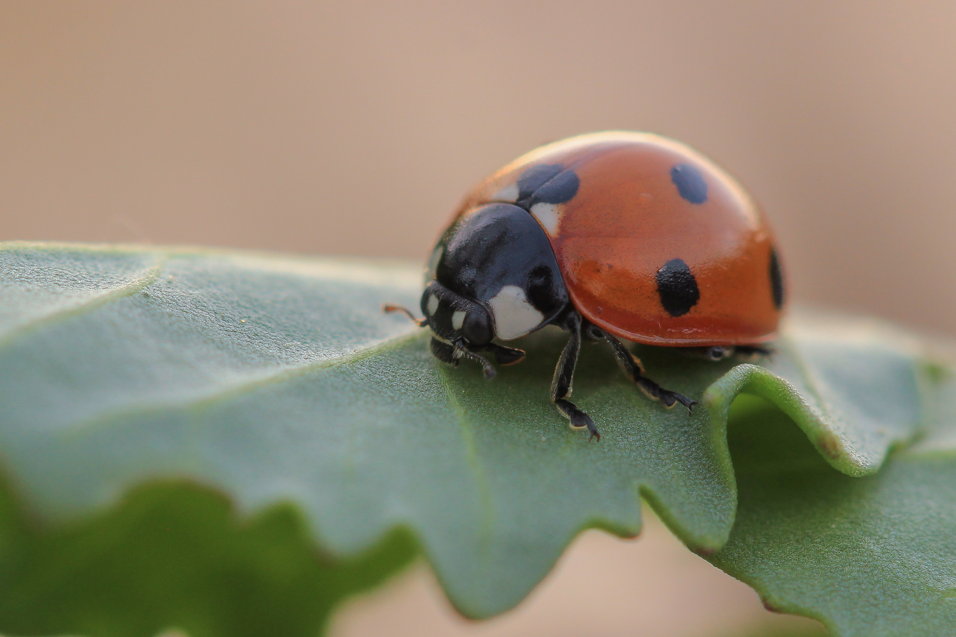 orange-ladybug-close-up-on-lettuce-leaf-planters-place