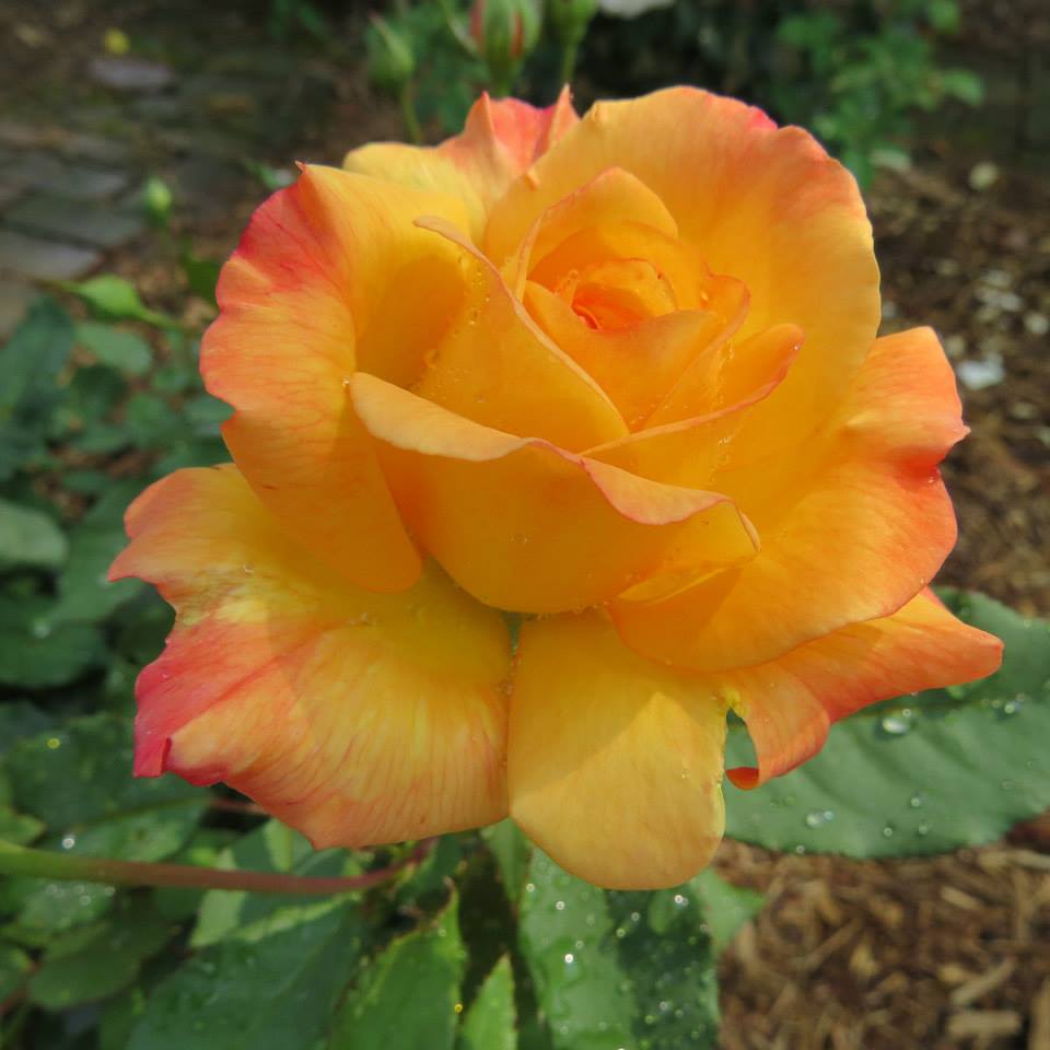 Yellow Rose of Texas Planters Place