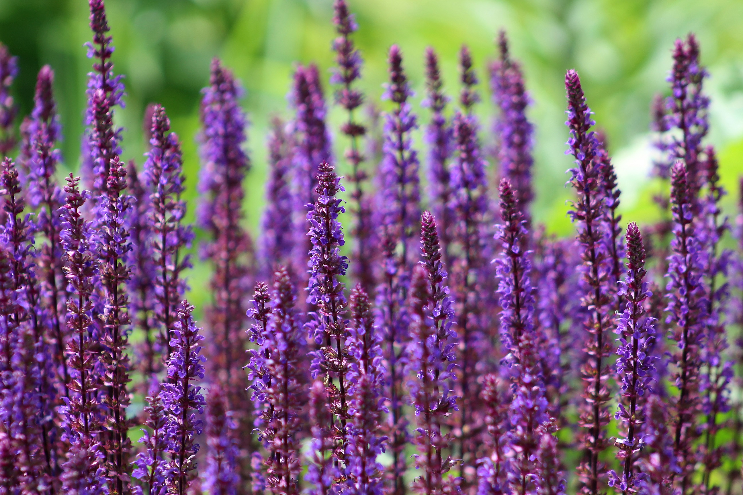 Purple salvia - Planters Place