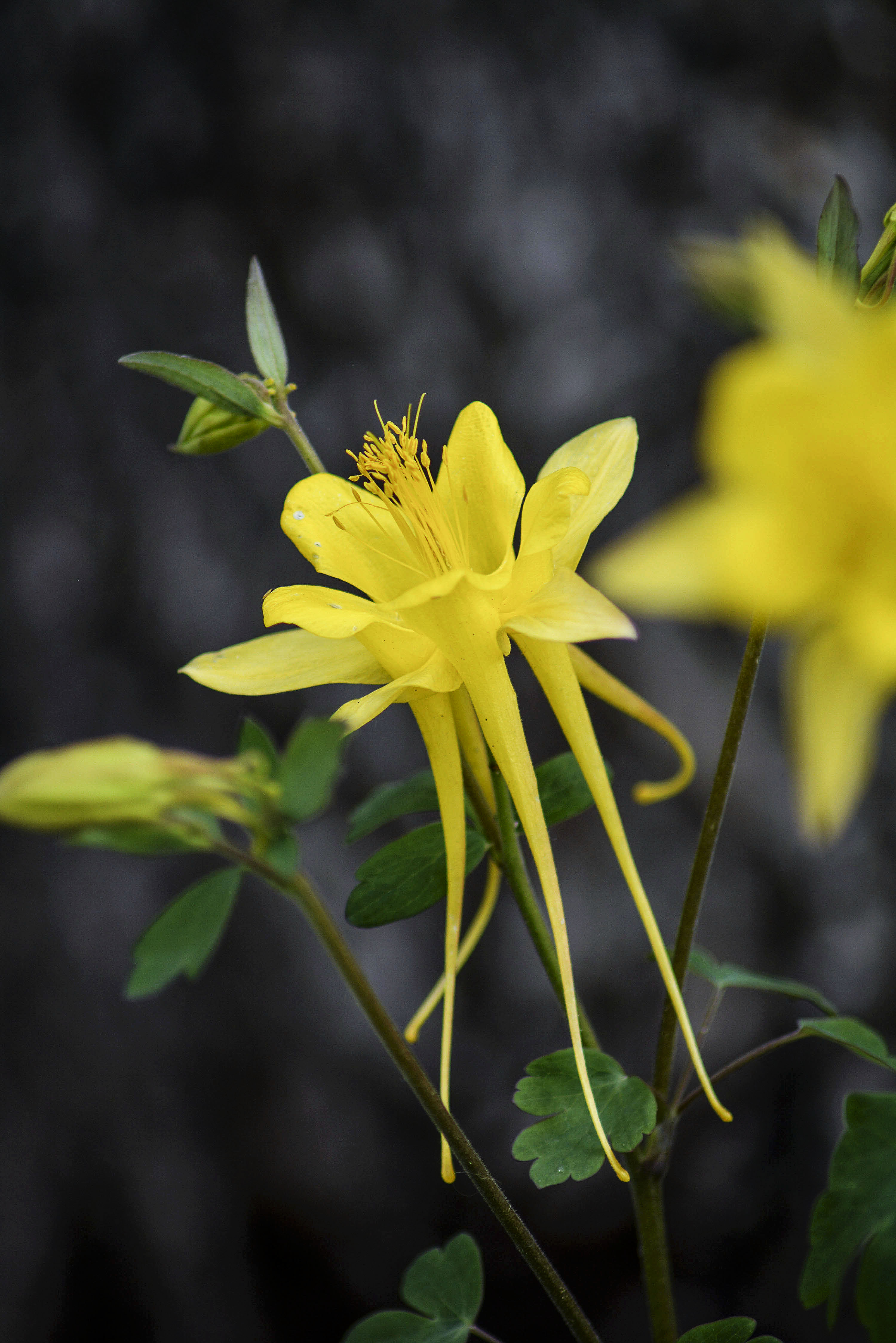 Yellow Columbine - Planters Place