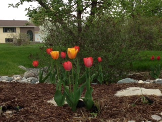 First Tulips of Spring - Planters Place