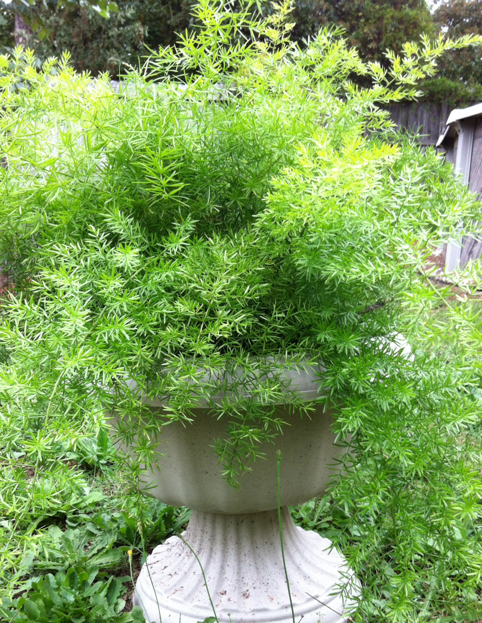 Second year asparagus fern - Planters Place