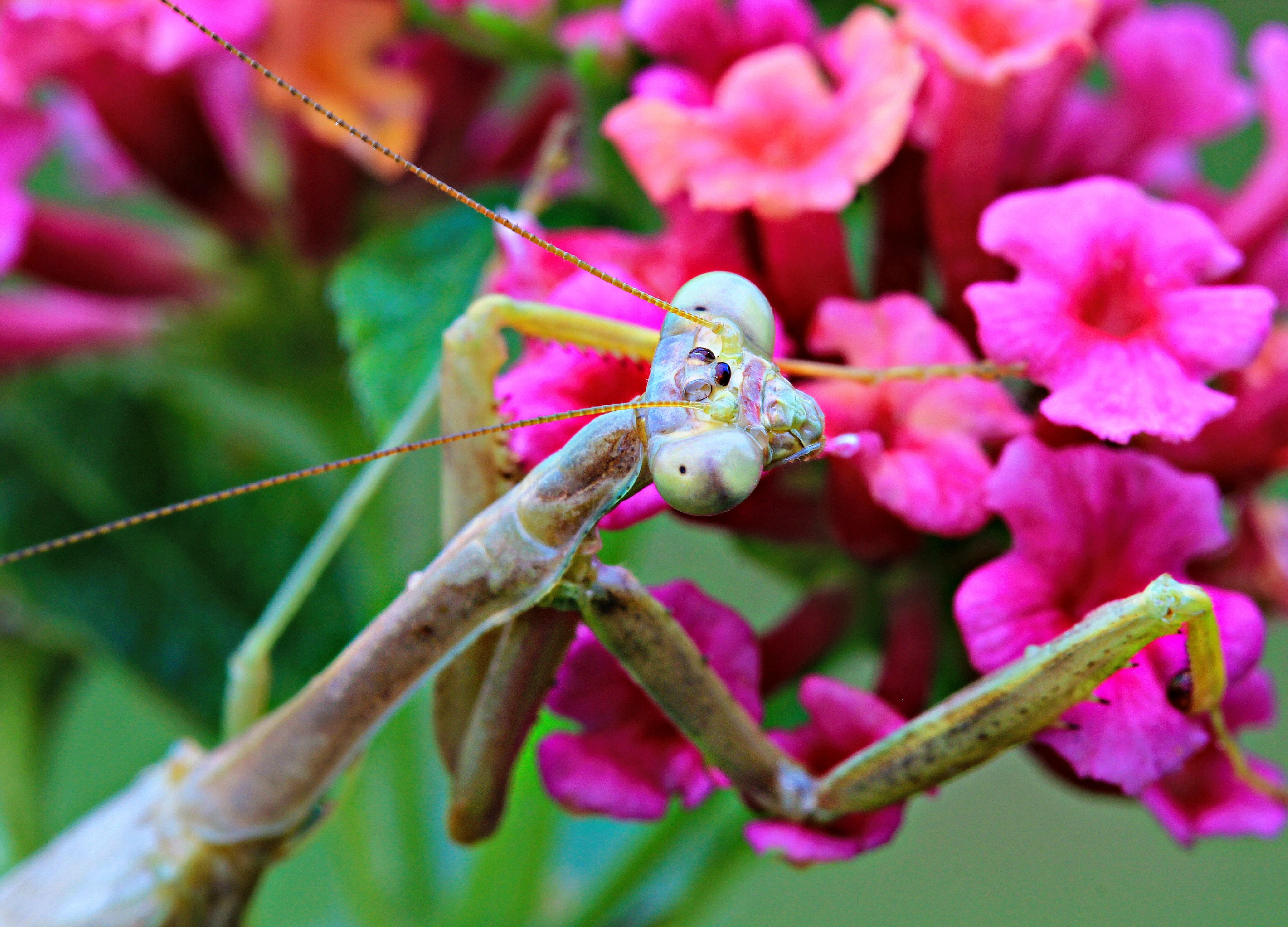 Praying Mantis on Lantana - Planters Place