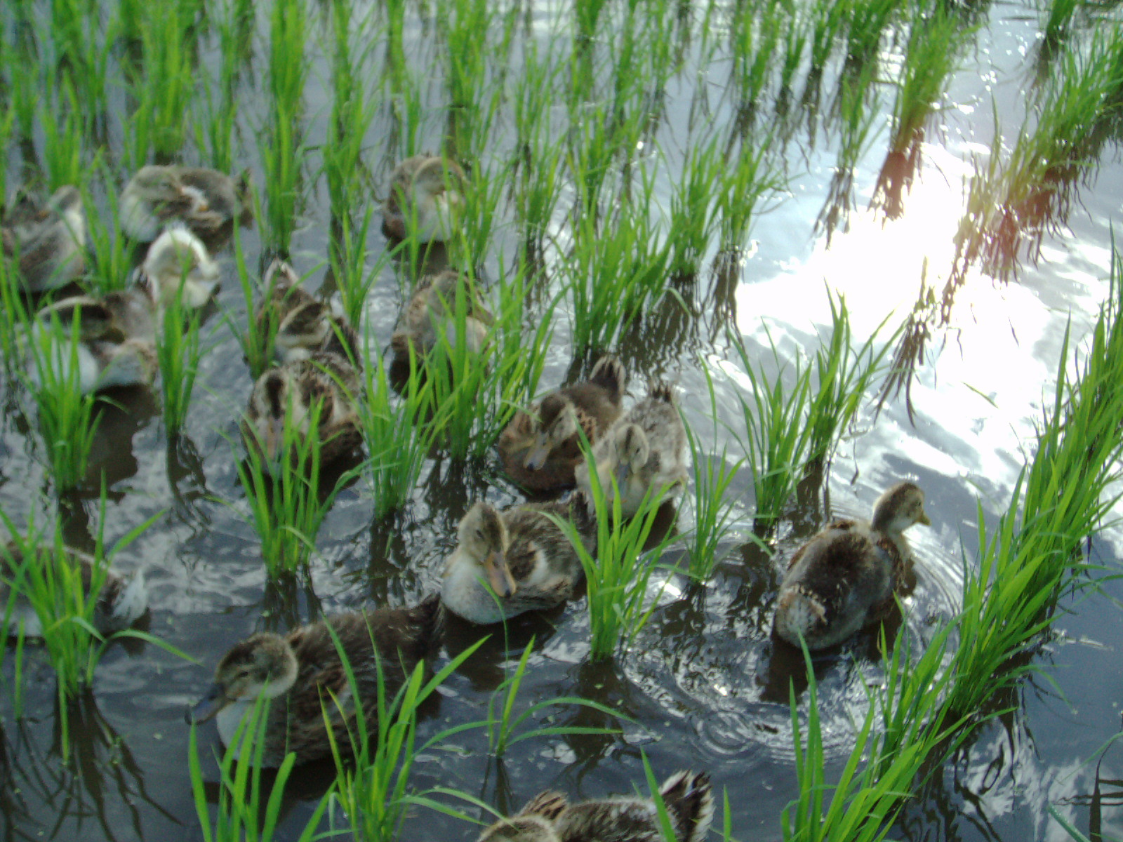 Ducks in my Rice Pond - Planters Place