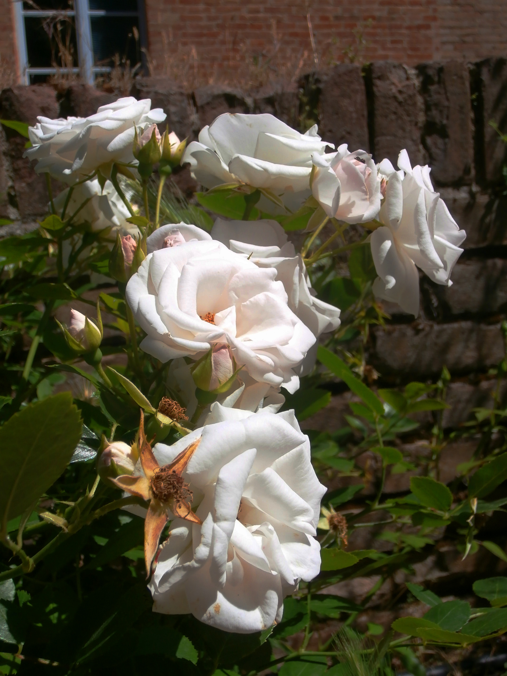 Wild Roses, Siena, Italy Planters Place