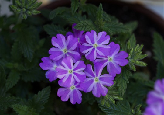 trailing verbena - Planters Place