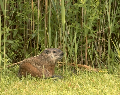 Protect Your Garden From Rabbits, Groundhogs, and Squirrels - Planters