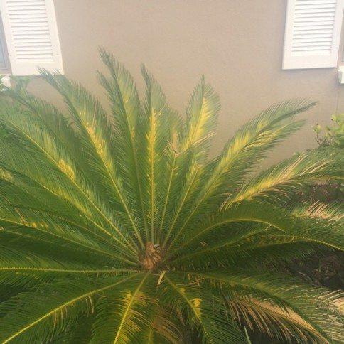 sansevieria golden flame 6