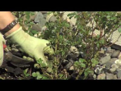 Pruning Carpet Roses (Shrub Roses)