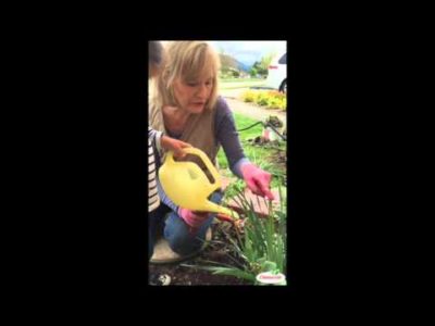 Pruning Tulips After They Blossom