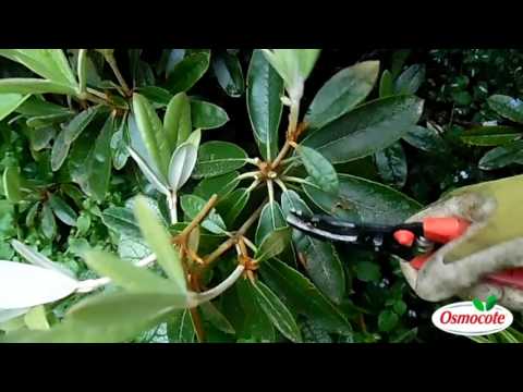 Pruning Rhododendron for Full Blooms