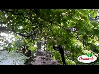 Pruning Trees to Remove Non-Variegated Leaves