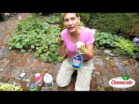 Preventing Slug and Snail Damage in any Garden