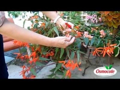 Removing Deadhead Flowers to Allow New Growth