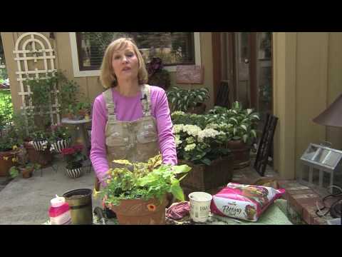 Compact and Colorful Container Gardening