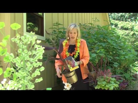 Reuse a Broken Pot to Create a Container Garden