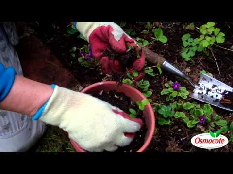 How To Reseed and Transplant Hellebore Plants