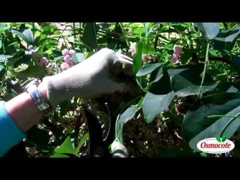 Pruning the Akebia Vine (Chocolate Flower Vine)