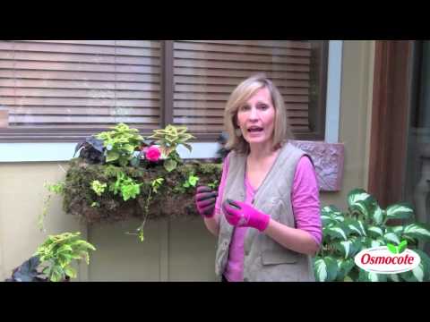 Make Colorful Container Gardens for Summer