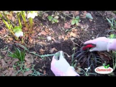 Dividing Snowdrop Bulbs for Indoor Planting