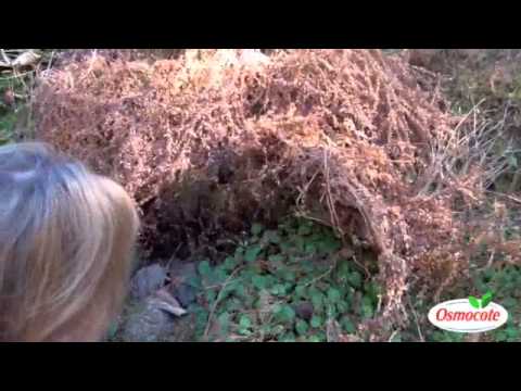 Cleaning the Rock Garden in Early Spring