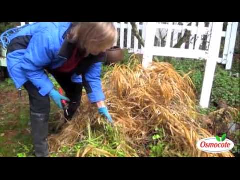 Pruning Winter Grasses with Kitchen Scissors