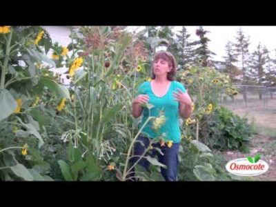 Hugelkultur Beds: A Detailed How-to Guide