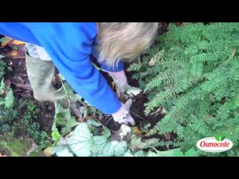 Dividing Brunnera Plants in the Fall