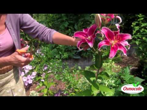 Pruning Lilies for Strong Future Growth