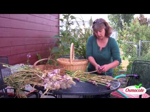 How to Harvest Garlic and Store it for Winter