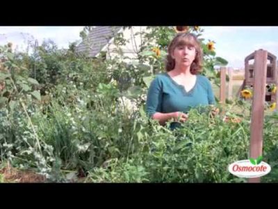 Curling Tomato Leaves: Examination/Treatment Strategies