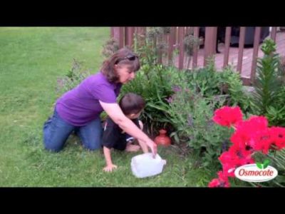 Using an Olla to Water Plants Underground