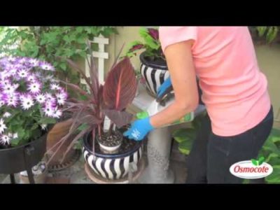 Garden Design: Canna, Spiky Cordyline, Calibrachoa