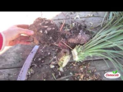 Dividing Yuccas For Propagation (Yucca Rostrata)