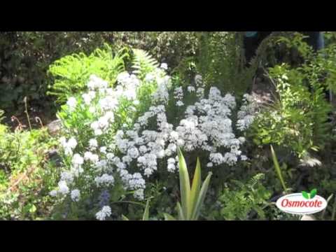 Pruning Candytuft for Full Summer Blooms