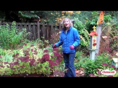 Sedum Autumn Joys: A Great Fall Flower Arrangement